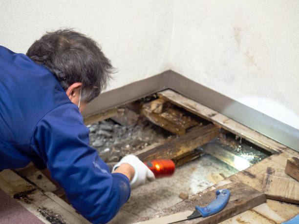 Attic Mold Removal in Aldine, TX