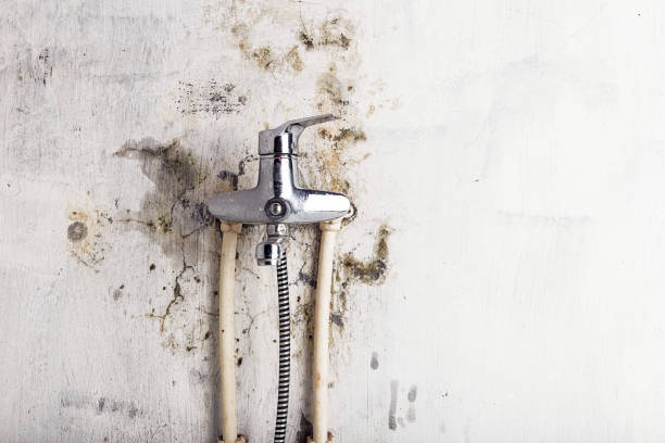 Best Local Mold Removal Service  in Aldine, TX