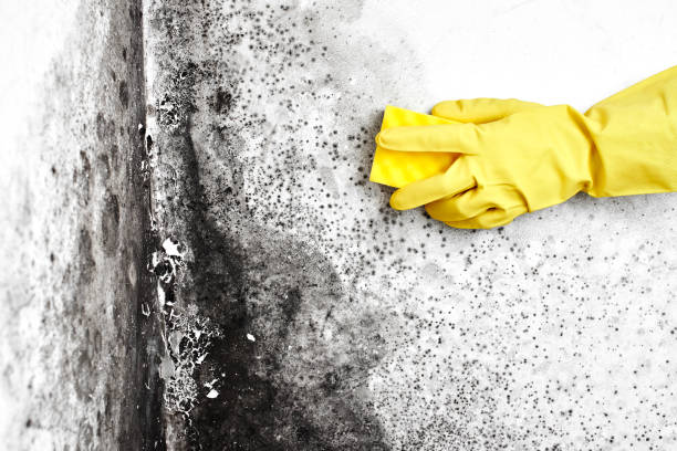 Professional Mold Removal in Aldine, TX