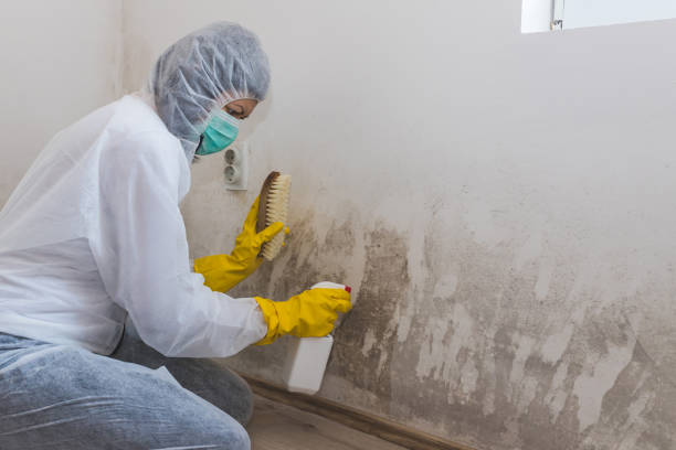 Best Certified Mold Removal  in Aldine, TX