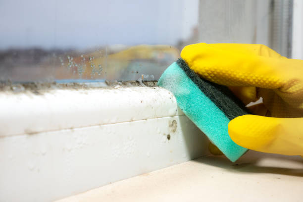 Certified Mold Removal in Aldine, TX