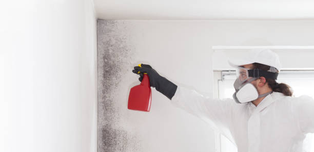 Best Same-Day Mold Removal  in Aldine, TX