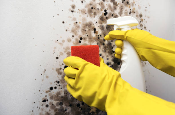 Best Mold Testing and Removal  in Aldine, TX