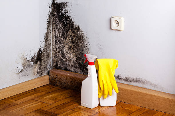 Best Attic Mold Removal  in Aldine, TX