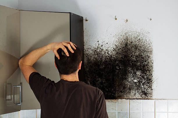 Best Toxic Mold Removal  in Aldine, TX