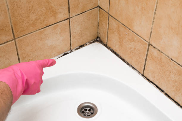 Best Best Mold Removal Companies  in Aldine, TX