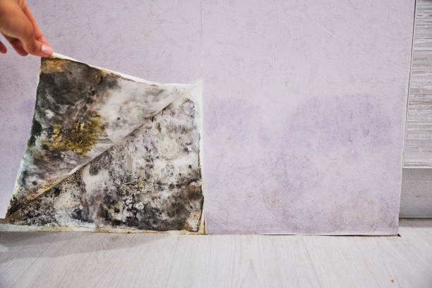 Best Certified Mold Removal  in Aldine, TX